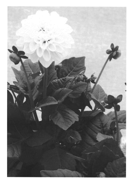 Figure 1 of US plant patent PP22983, the photograph of LOMDAHBAW printed in the patent.