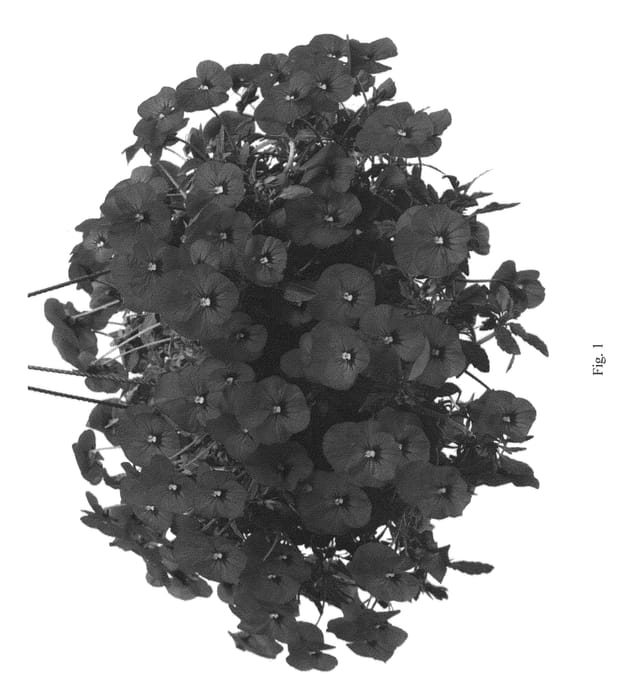 Figure 1 of US plant patent PP22984, the photograph of Kerviomeri printed in the patent.