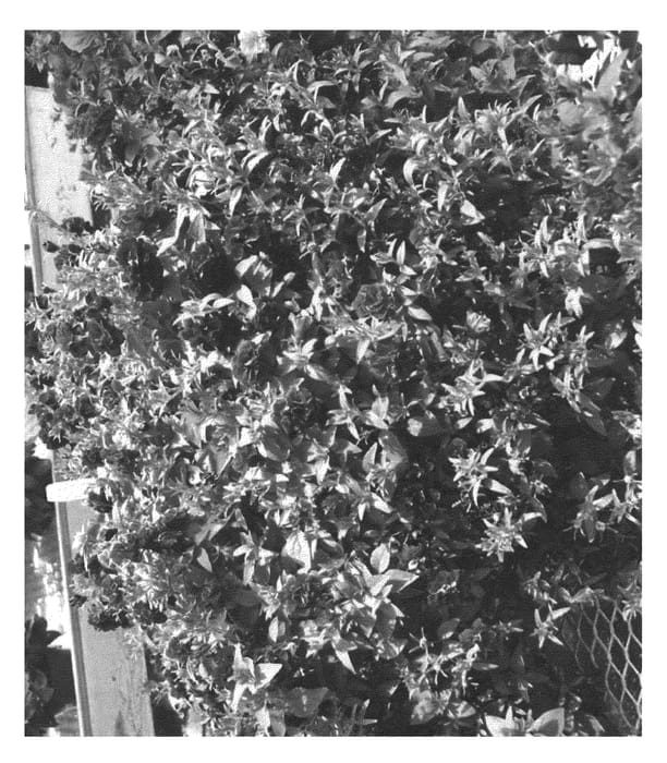 Figure 1 of US plant patent PP22985, the photograph of PDBVI35-0 printed in the patent.