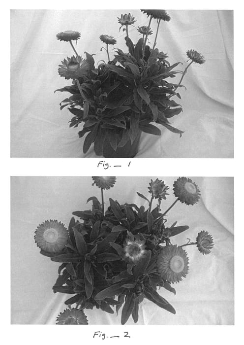 Figure 1 of US plant patent PP22986, the photograph of Harvest Merlot printed in the patent.