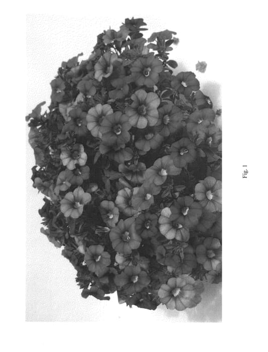 Figure 1 of US plant patent PP22987, the photograph of DANOA60 printed in the patent.