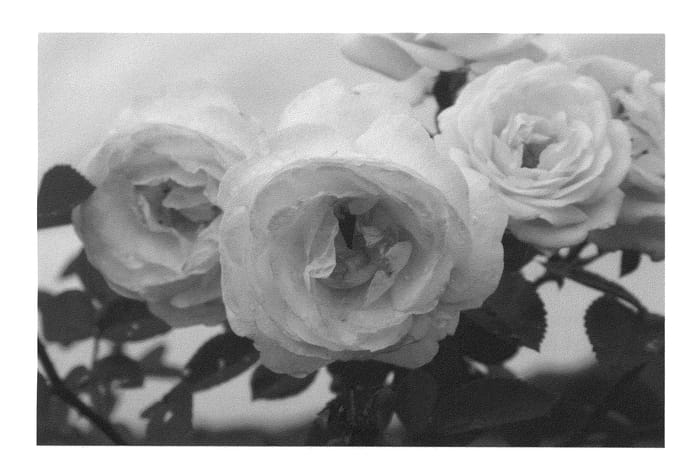 Figure 1 of US plant patent PP22988, the photograph of Radfragwhite printed in the patent.
