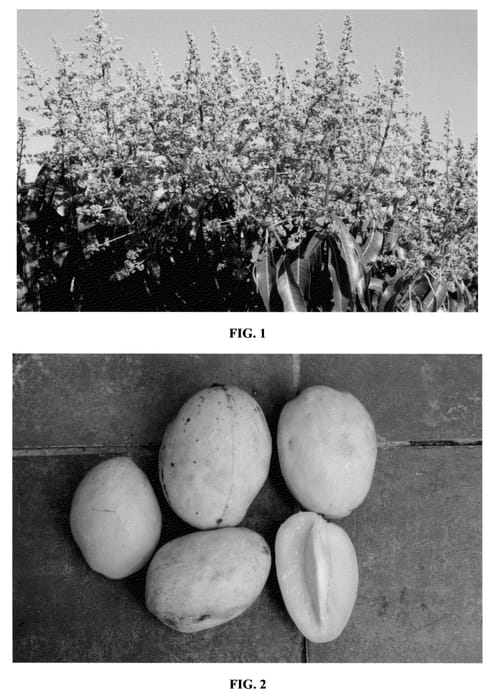 Figure 1 of US plant patent PP22989, the photograph of C-20 printed in the patent.
