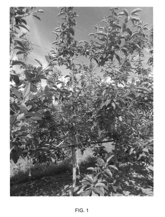 Figure 1 of US plant patent PP22990, the photograph of Southfield printed in the patent.