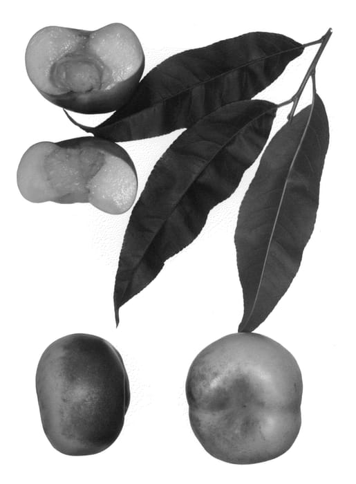 Figure 1 of US plant patent PP22991, the photograph of Sauzee Prince printed in the patent.