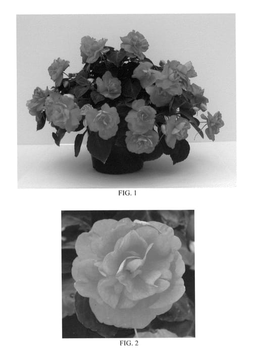 Figure 1 of US plant patent PP22992, the photograph of Balcoree printed in the patent.