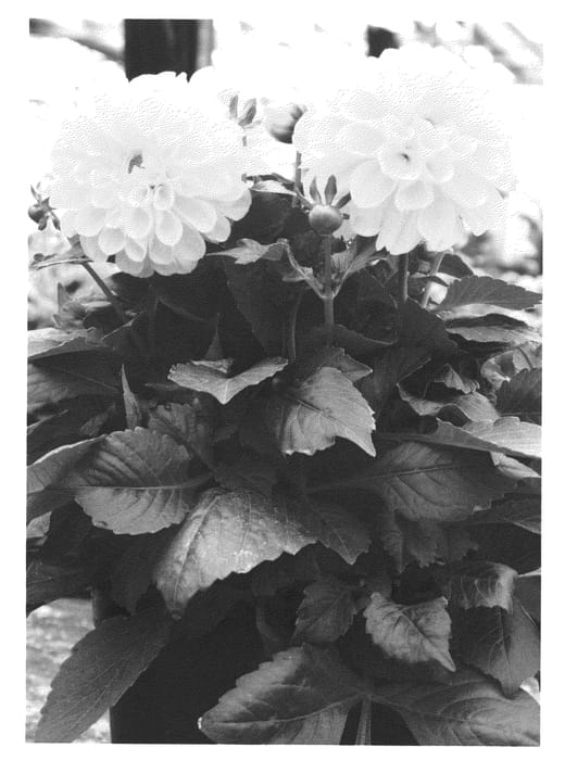 Figure 1 of US plant patent PP22993, the photograph of Lomdahyel printed in the patent.