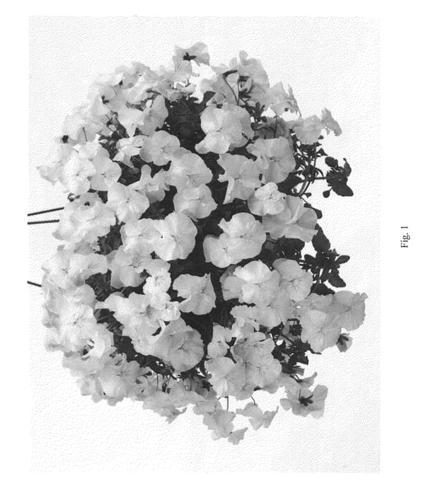 Figure 1 of US plant patent PP22994, the photograph of Kervioprise printed in the patent.