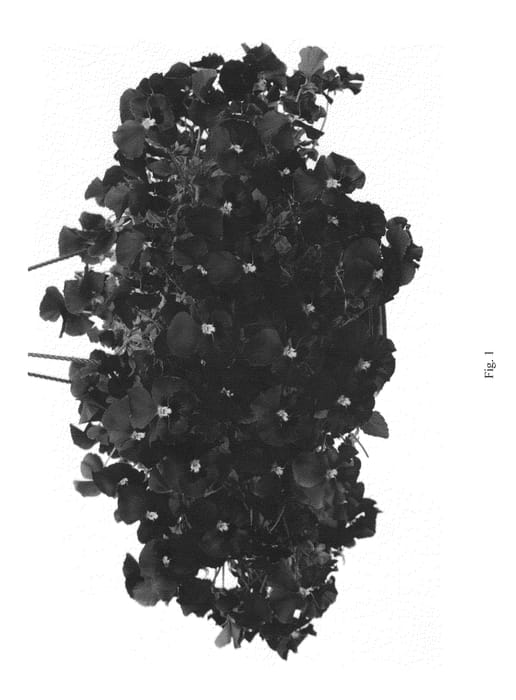 Figure 1 of US plant patent PP22995, the photograph of Kerviodeep printed in the patent.