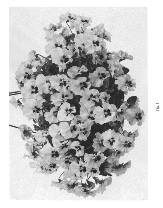 Figure 1 of US plant patent PP22996, the photograph of KERVIOCHEEKY printed in the patent.