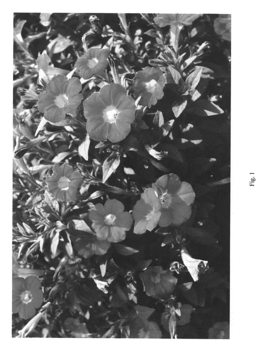Figure 1 of US plant patent PP22997, the photograph of PBLRE32-0 printed in the patent.