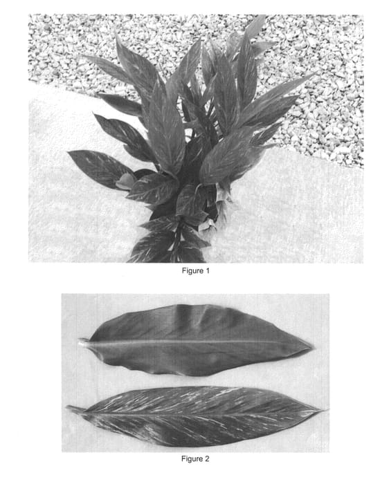 Figure 1 of US plant patent PP22998, the photograph of Ramata printed in the patent.