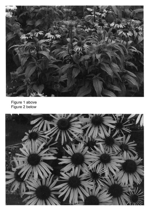 Figure 1 of US plant patent PP22999, the photograph of Satin Nights printed in the patent.