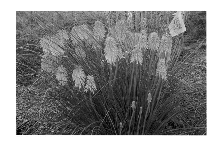 Figure 1 of US plant patent PP23000, the photograph of Ember Glow printed in the patent.