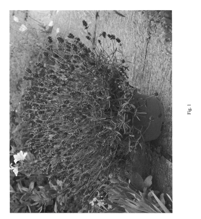 Figure 1 of US plant patent PP23001, the photograph of KERLAVANGEM printed in the patent.