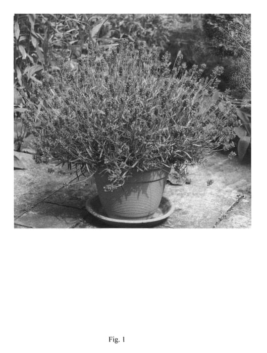 Figure 1 of US plant patent PP23002, the photograph of KERLAVANHAZE printed in the patent.