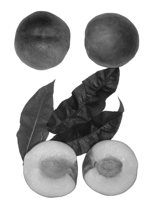 Figure 1 of US plant patent PP23004, the photograph of Kodiak printed in the patent.
