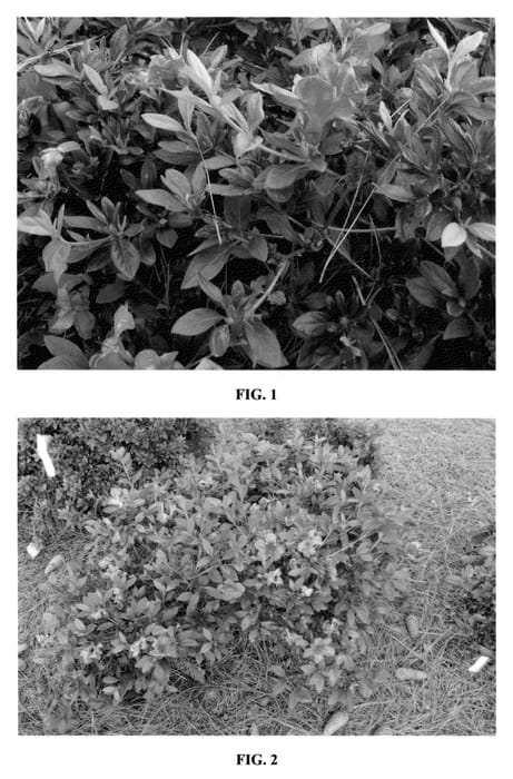 Figure 1 of US plant patent PP23005, the photograph of MNIHAR013 printed in the patent.
