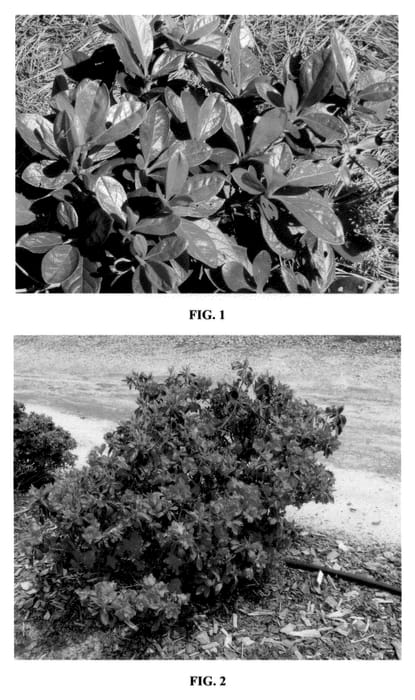 Figure 1 of US plant patent PP23006, the photograph of MNIHAR012 printed in the patent.