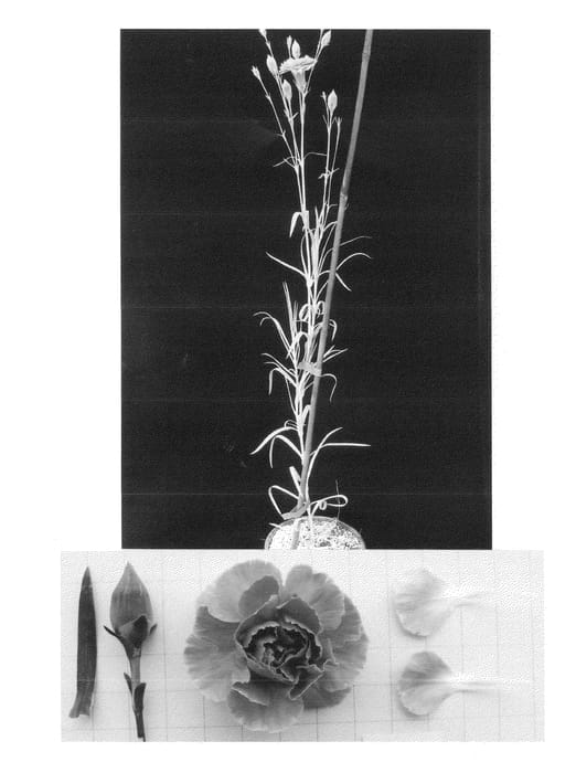 Figure 1 of US plant patent PP23007, the photograph of Floripearl printed in the patent.