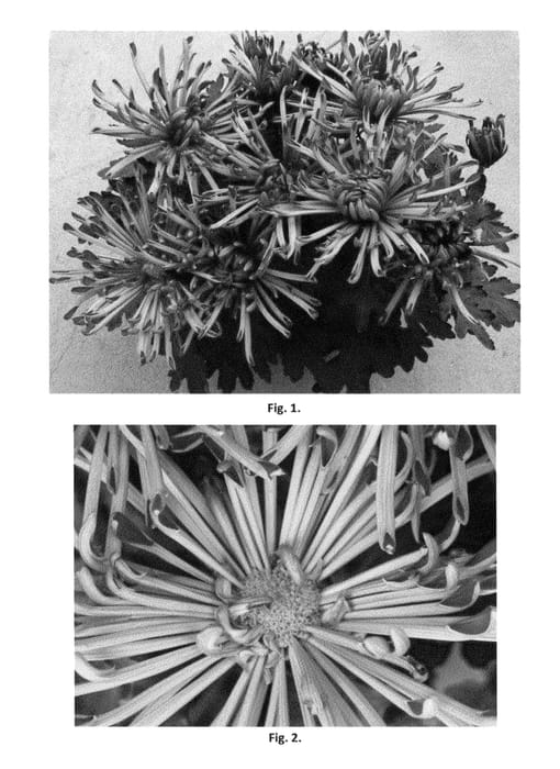 Figure 1 of US plant patent PP23008, the photograph of CIDZ0002 printed in the patent.