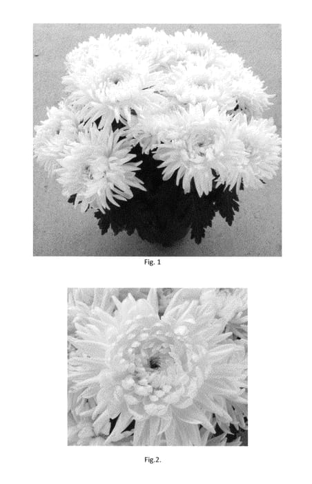 Figure 1 of US plant patent PP23009, the photograph of CIDZ0009 printed in the patent.