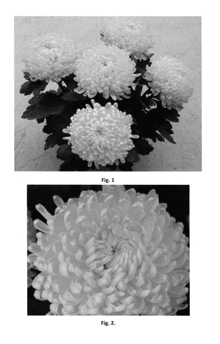 Figure 1 of US plant patent PP23010, the photograph of CIDZ0001 printed in the patent.