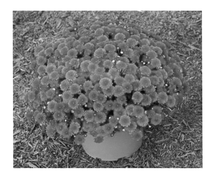 Figure 1 of US plant patent PP23011, the photograph of Syaid Redfi printed in the patent.