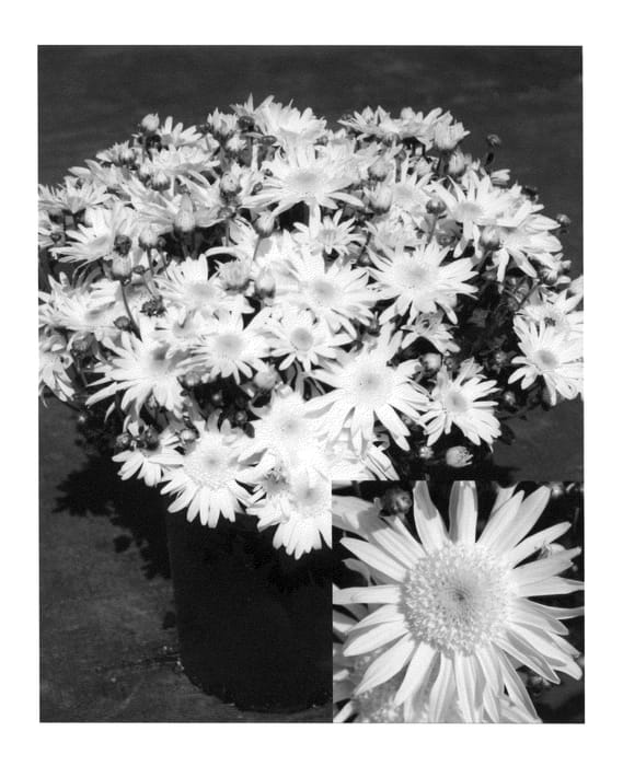 Figure 1 of US plant patent PP23012, the photograph of CIFZ0028 printed in the patent.