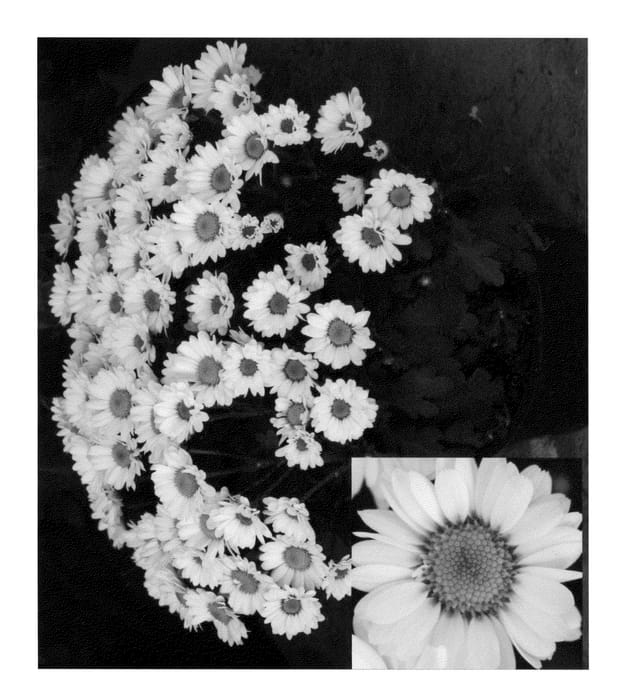 Figure 1 of US plant patent PP23013, the photograph of CIDZ0017 printed in the patent.