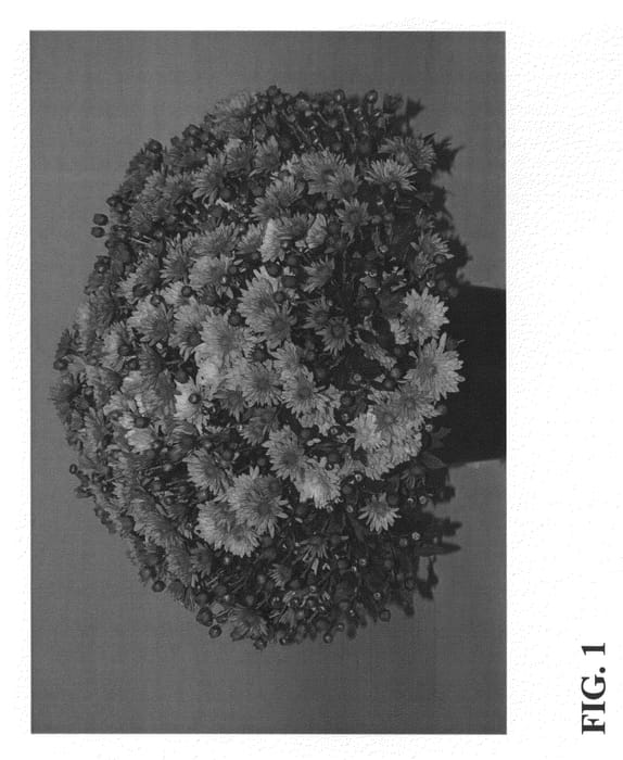 Figure 1 of US plant patent PP23014, the photograph of Zanmubedaz printed in the patent.
