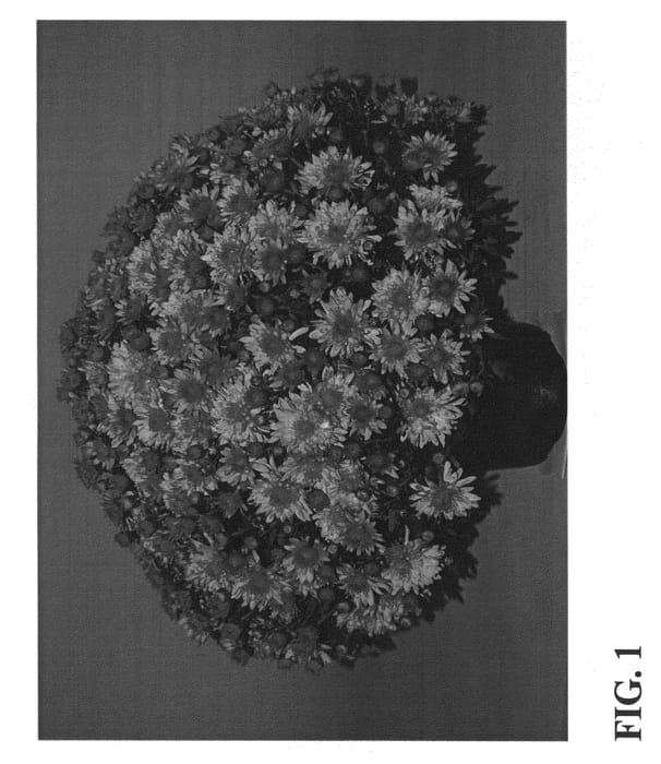Figure 1 of US plant patent PP23015, the photograph of Zanmuperfect printed in the patent.