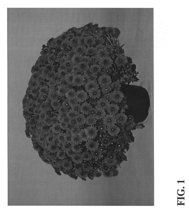 Figure 1 of US plant patent PP23016, the photograph of Zanmurover printed in the patent.