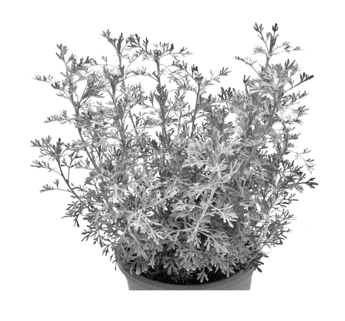 Figure 1 of US plant patent PP23017, the photograph of Dueparethio printed in the patent.