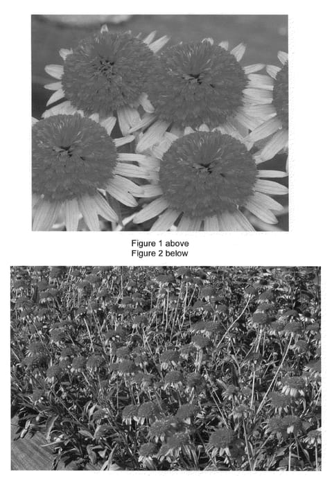 Figure 1 of US plant patent PP23018, the photograph of Secret Passion printed in the patent.
