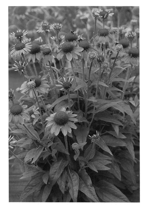 Figure 1 of US plant patent PP23019, the photograph of Amazing Dream printed in the patent.