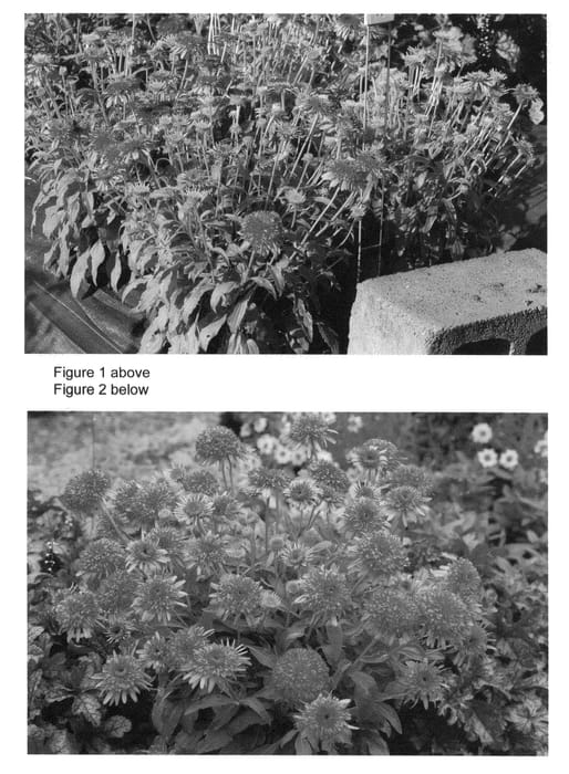 Figure 1 of US plant patent PP23020, the photograph of Cranberry Cupcake printed in the patent.
