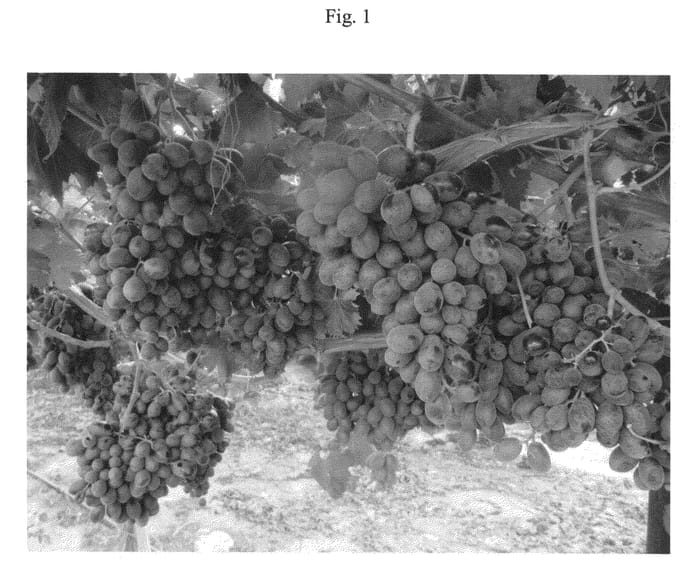 Figure 1 of US plant patent PP23021, the photograph of BLACK GLORY printed in the patent.