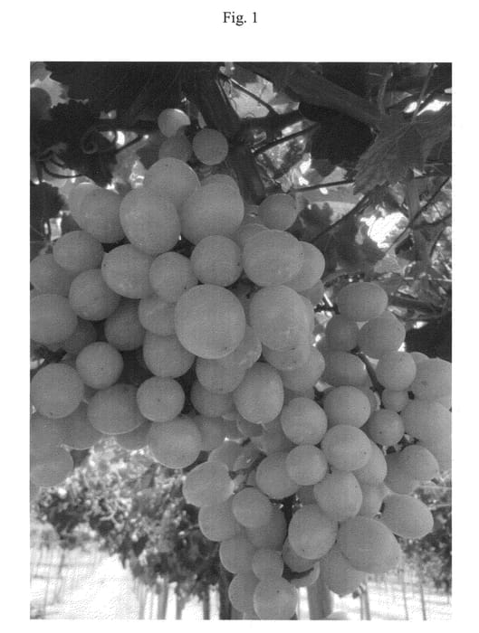 Figure 1 of US plant patent PP23022, the photograph of BIG PEARL printed in the patent.