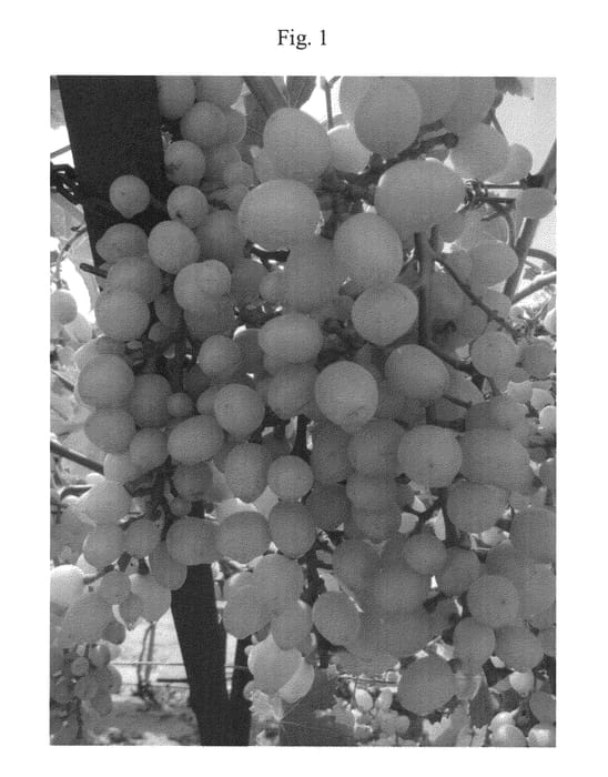 Figure 1 of US plant patent PP23023, the photograph of SWEET JASPER printed in the patent.