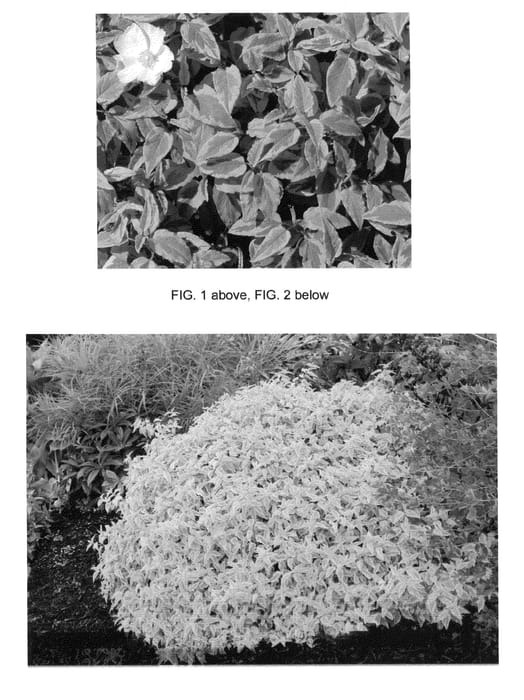 Figure 1 of US plant patent PP23024, the photograph of Mickie printed in the patent.