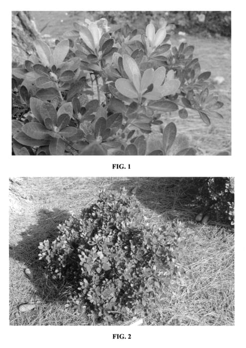 Figure 1 of US plant patent PP23025, the photograph of MNIHAR015 printed in the patent.