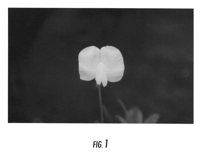 Figure 1 of US plant patent PP23026, the photograph of St. Augustine's White printed in the patent.