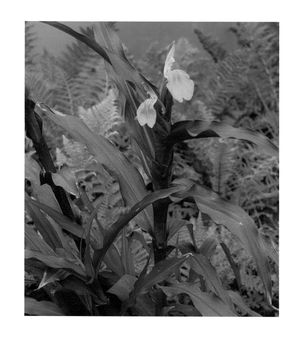 Figure 1 of US plant patent PP23027, the photograph of Spice Island printed in the patent.