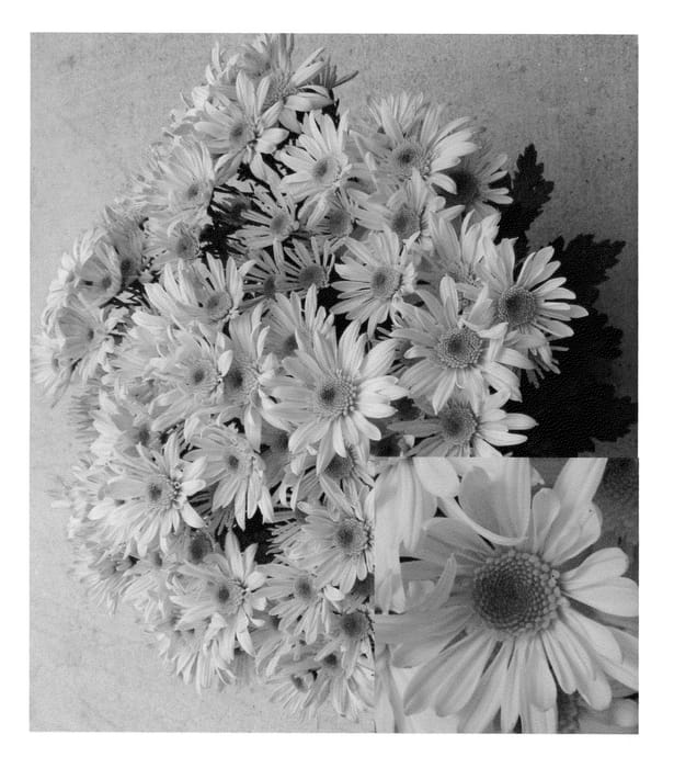Figure 1 of US plant patent PP23029, the photograph of CIDZ0005 printed in the patent.