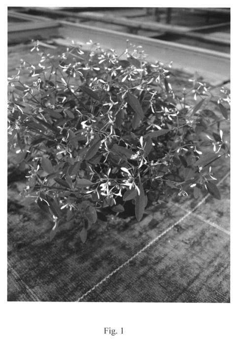 Figure 1 of US plant patent PP23030, the photograph of SUMMER SNOW printed in the patent.