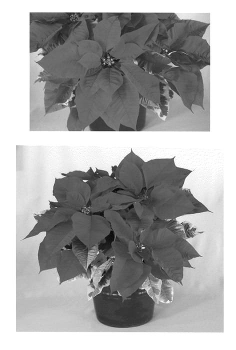 Figure 1 of US plant patent PP23031, the photograph of PER14606 printed in the patent.