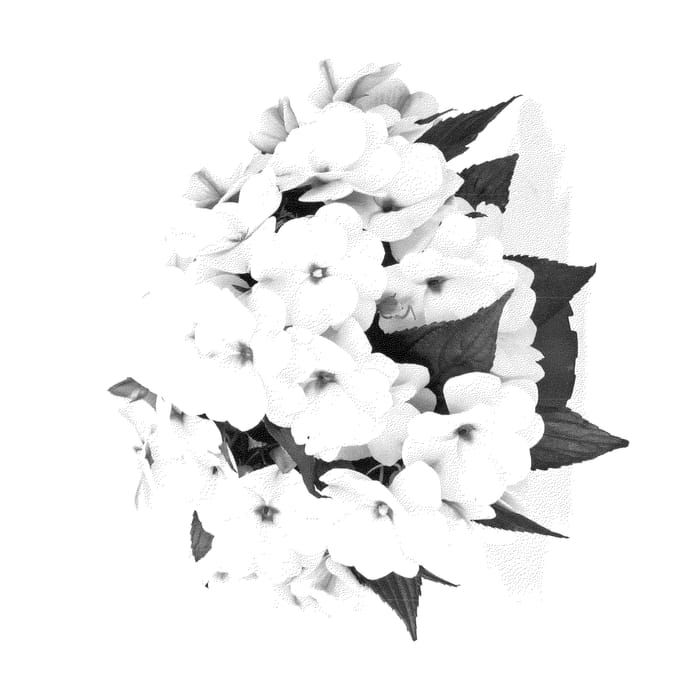 Figure 1 of US plant patent PP23032, the photograph of Duemagwiblu printed in the patent.