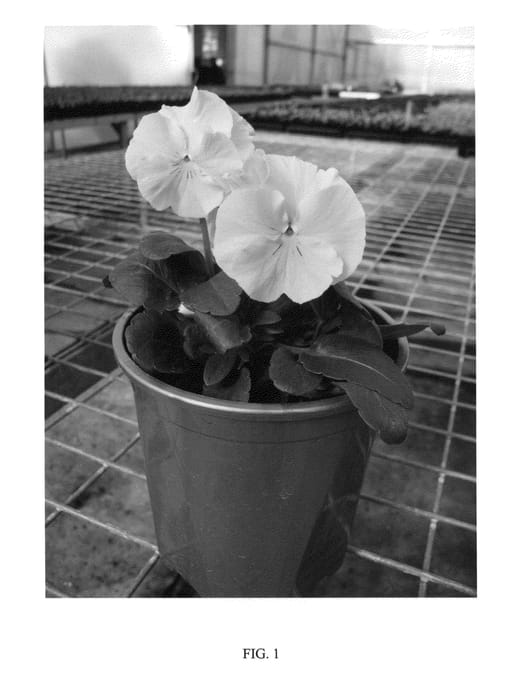 Figure 1 of US plant patent PP23033, the photograph of SMEV2 printed in the patent.