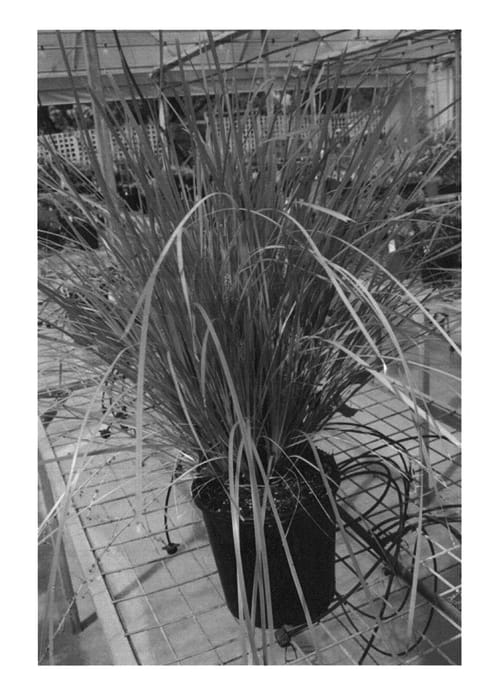 Figure 1 of US plant patent PP23034, the photograph of Lomlon printed in the patent.